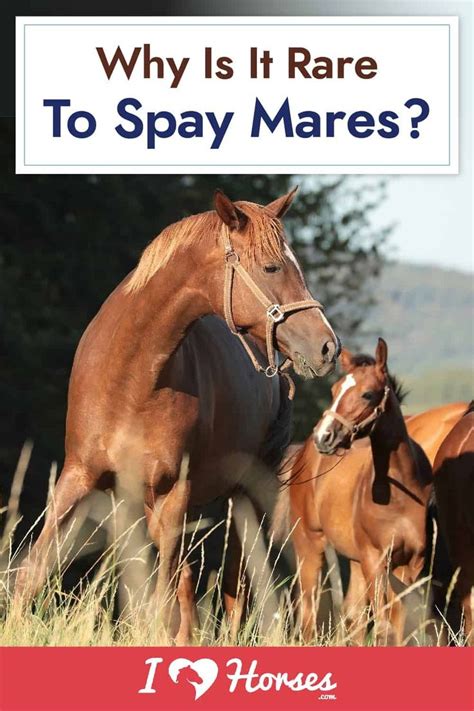 pros and cons of spaying a mare